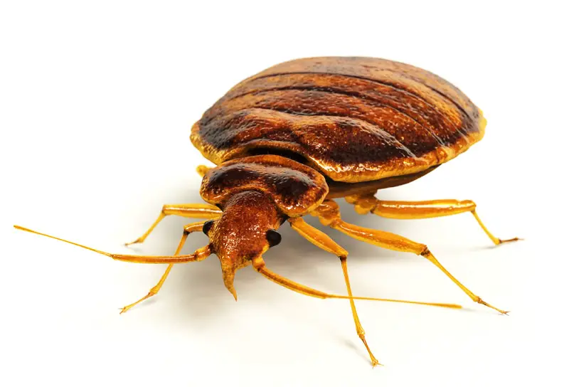 How to Get Rid of Bed Bugs in Bahrain